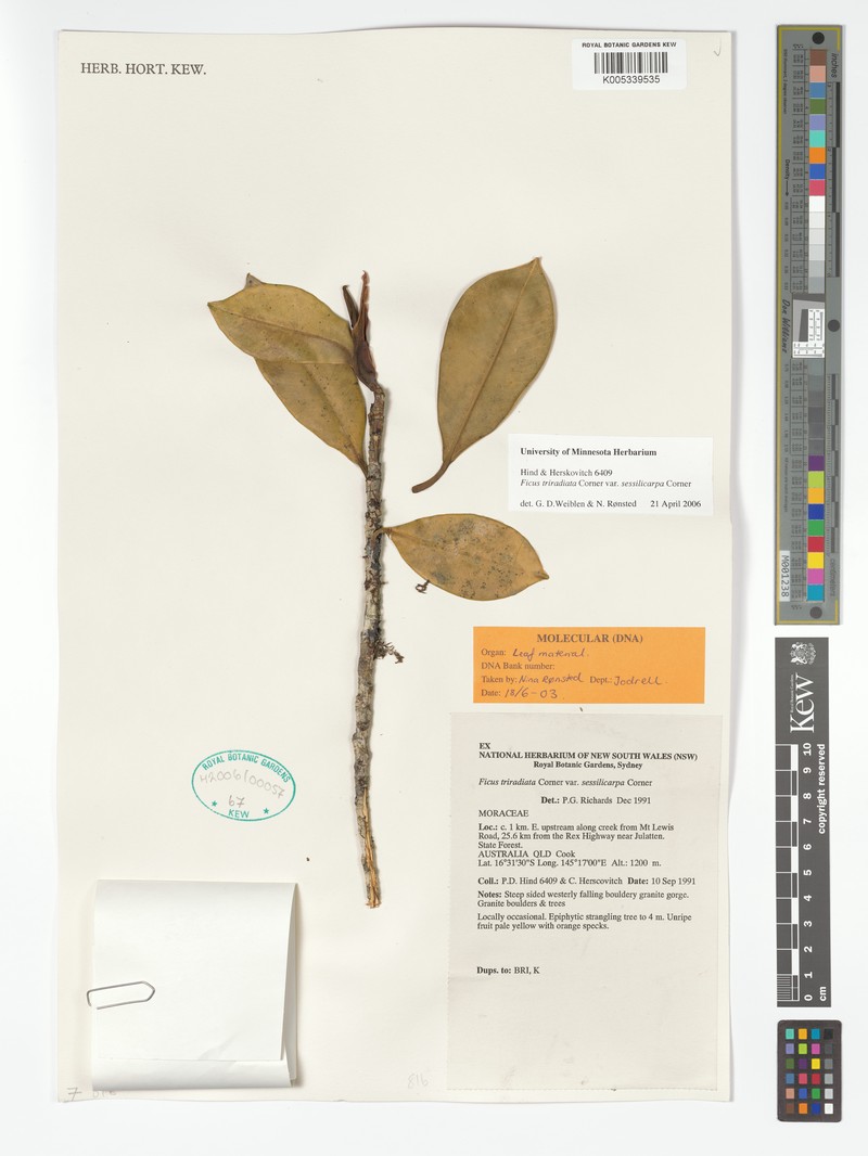 Ficus triradiata photo 4