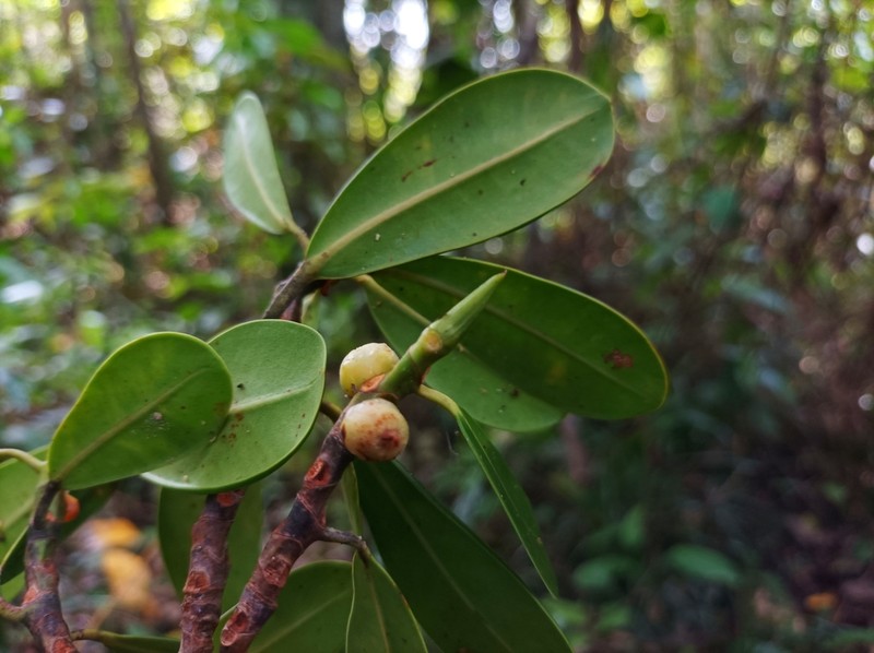Ficus tristaniifolia