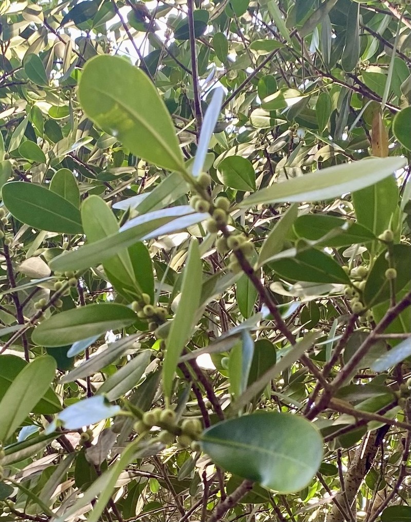 Ficus tristaniifolia photo 2