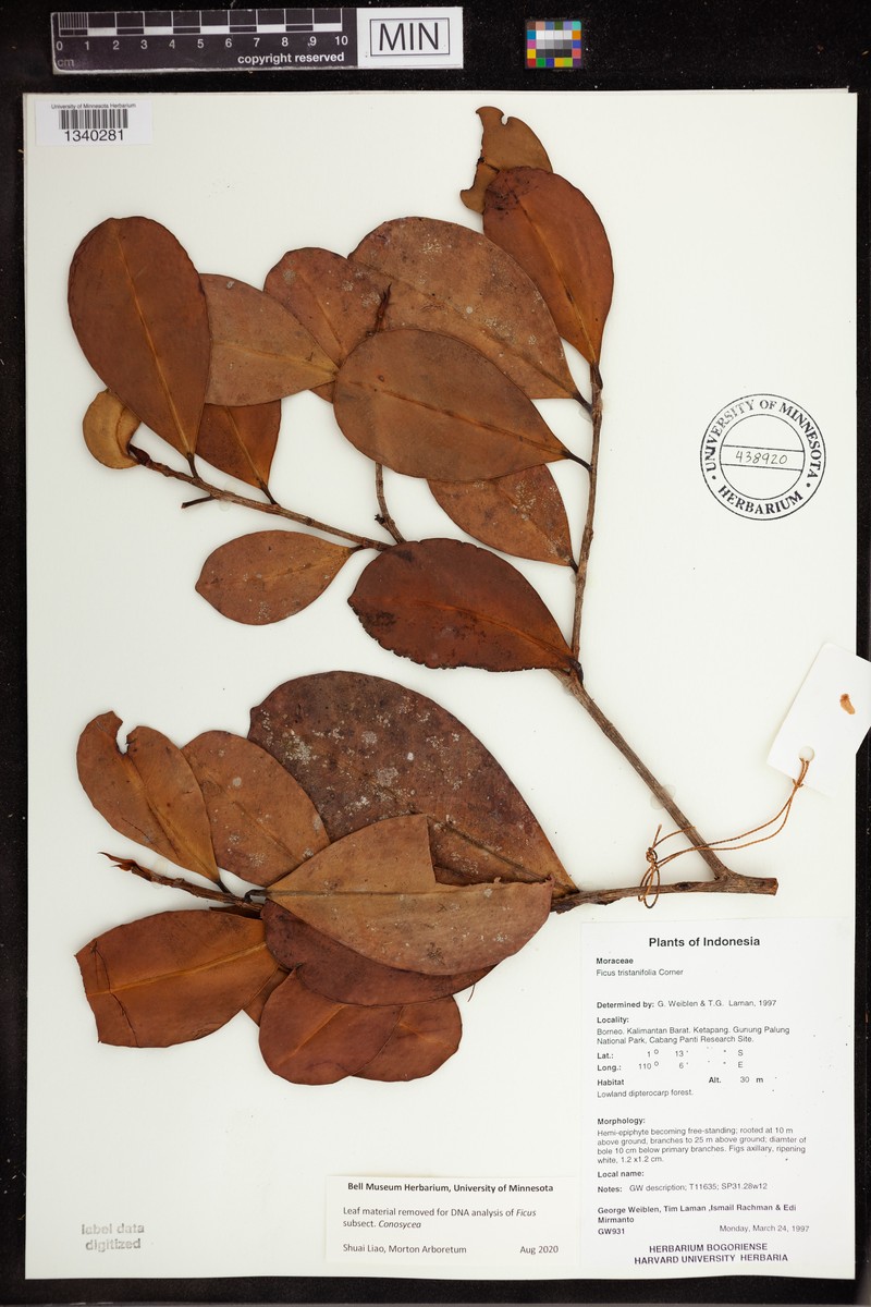 Ficus tristaniifolia photo 3