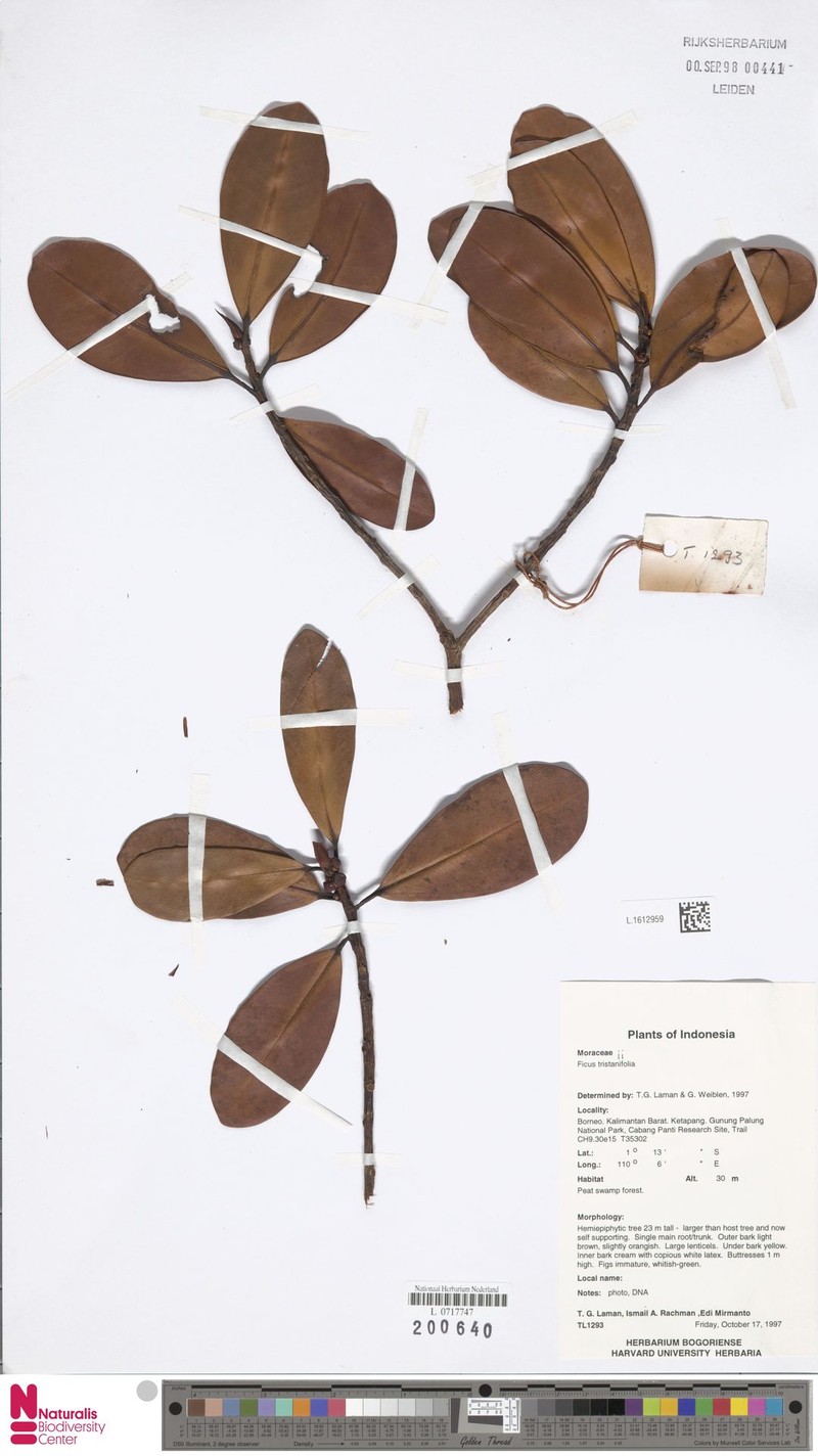 Ficus tristaniifolia photo 4