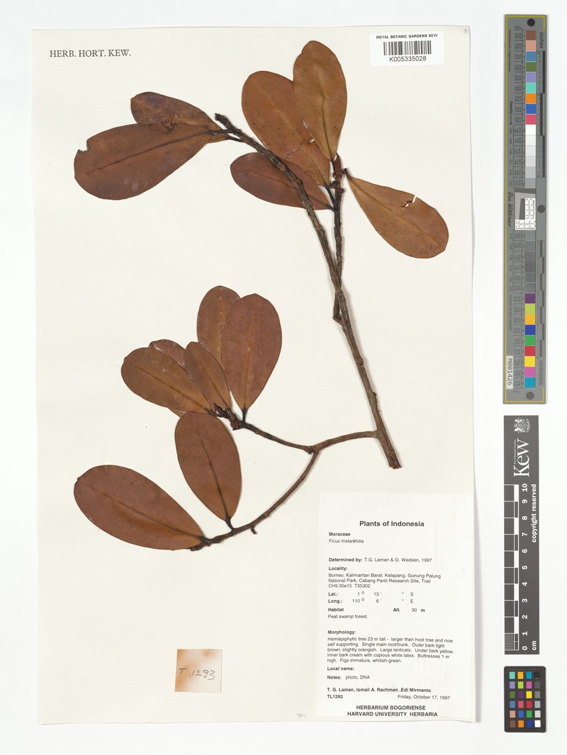Ficus tristaniifolia photo 5