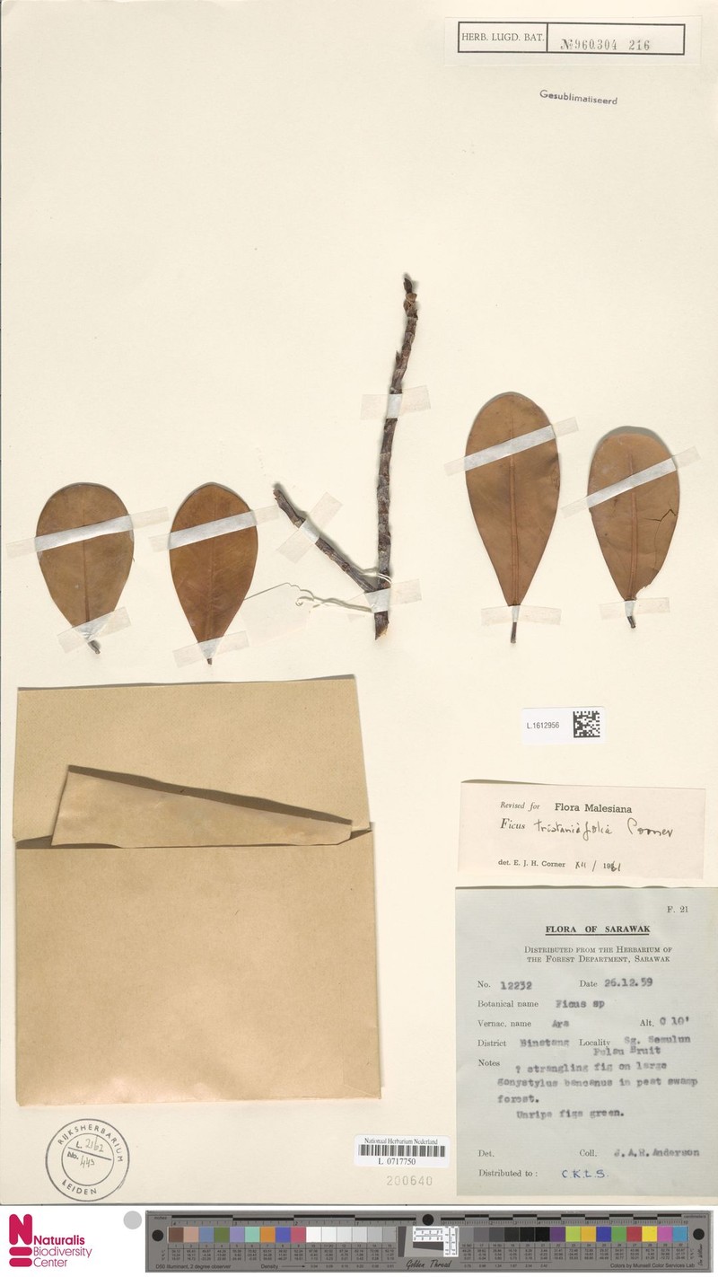 Ficus tristaniifolia photo 6