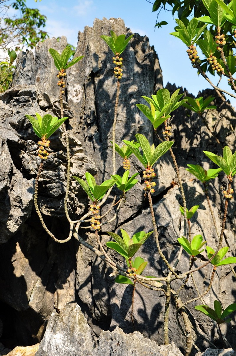 Ficus trivia