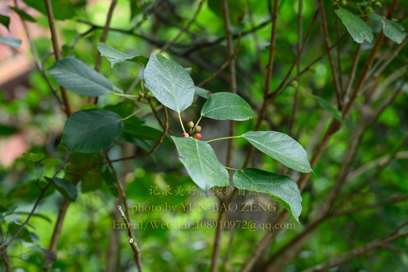 Ficus trivia photo 2