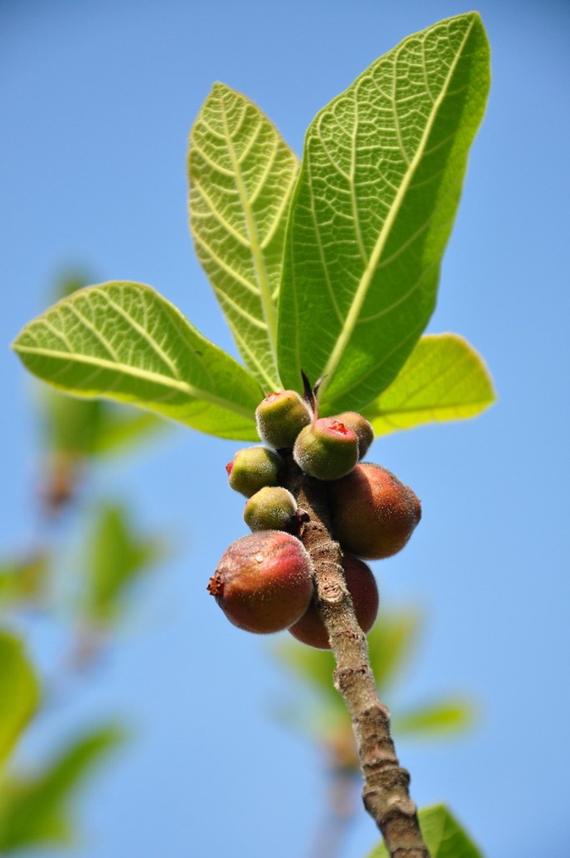 Ficus trivia photo 3