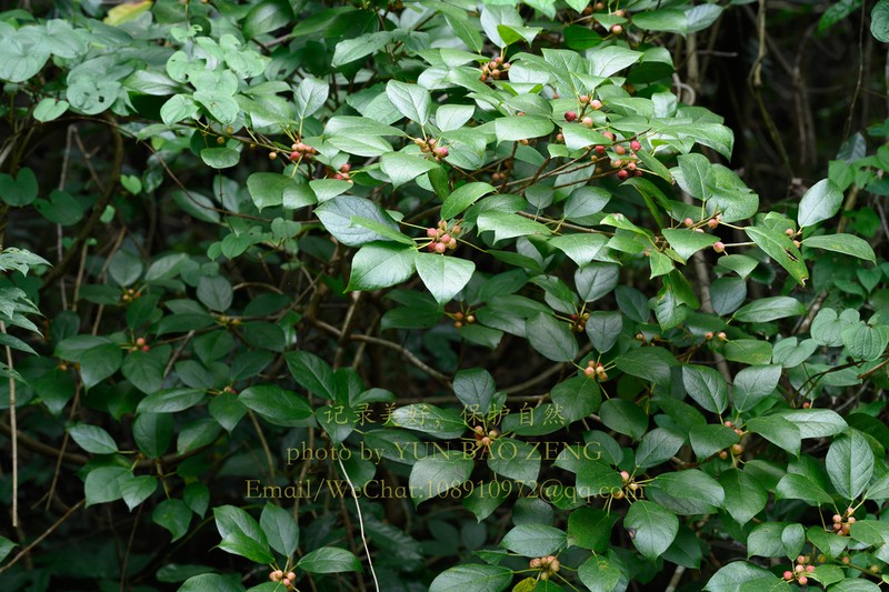 Ficus trivia photo 4
