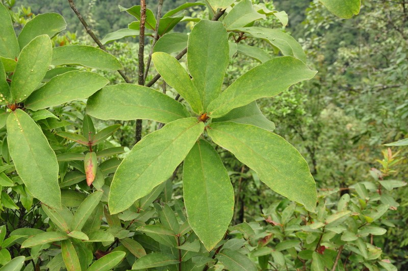 Ficus trivia photo 5