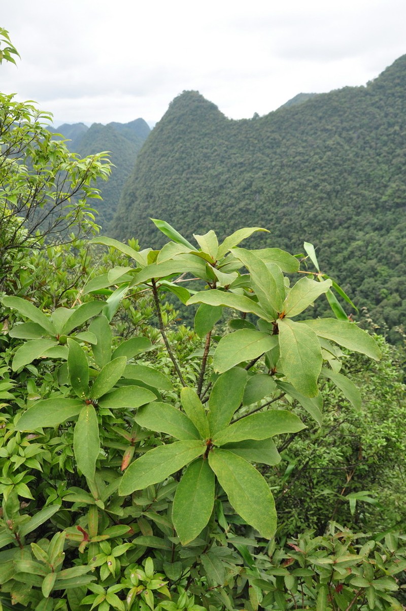 Ficus trivia photo 6