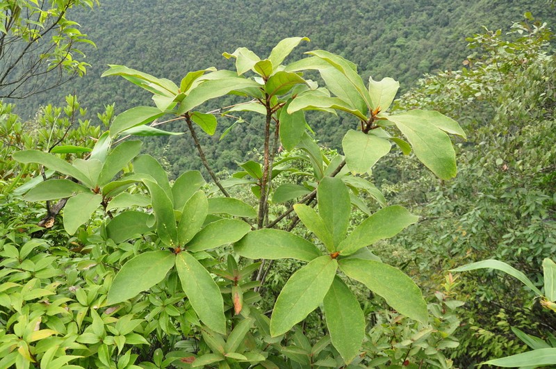 Ficus trivia photo 7