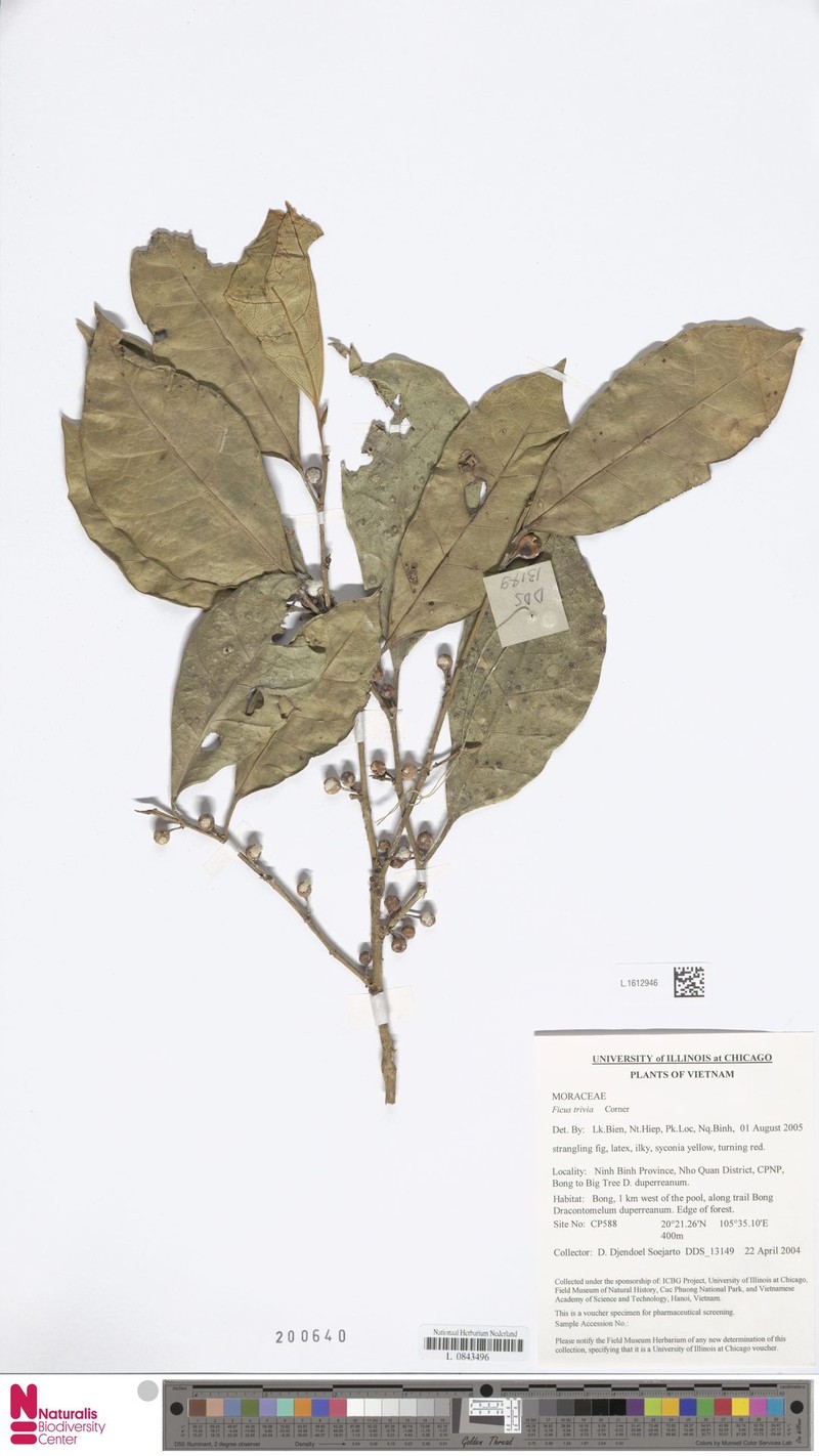 Ficus trivia photo 8