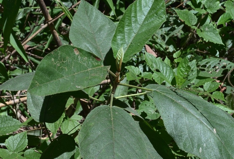 Ficus tsiangii