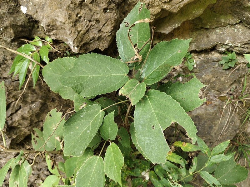 Ficus tsiangii photo 2