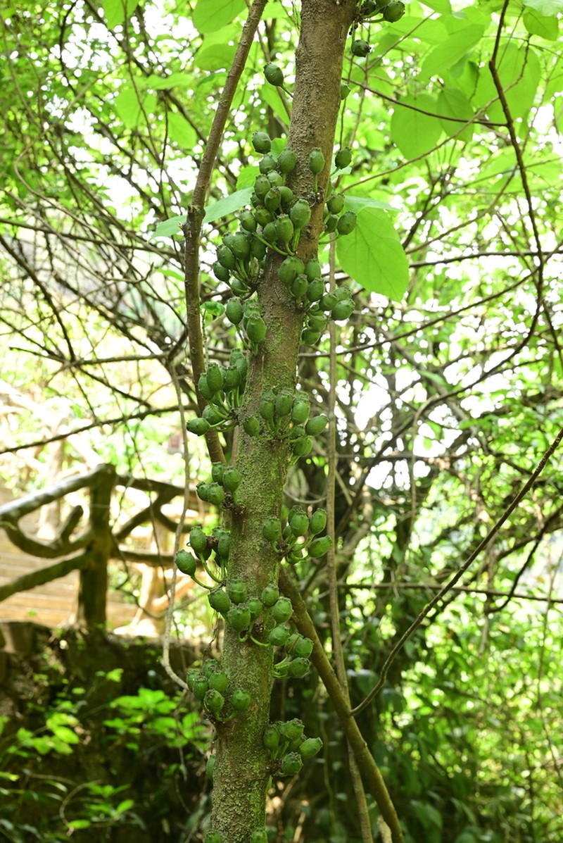 Ficus tsiangii photo 3