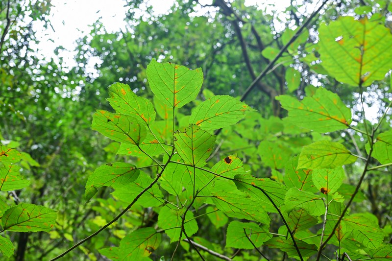 Ficus tsiangii photo 4