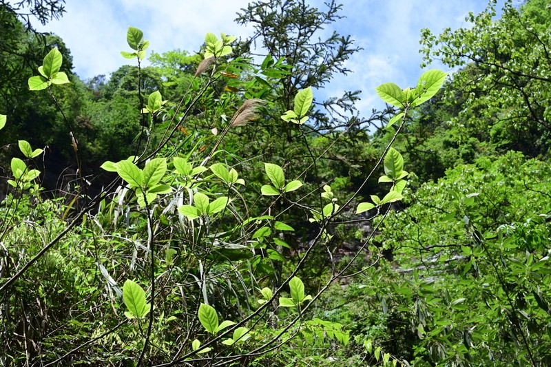 Ficus tsiangii photo 5