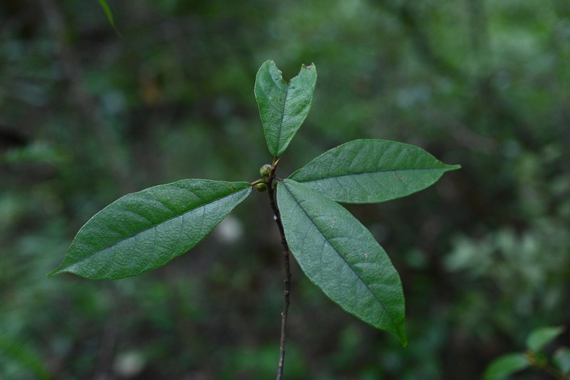 Ficus tsiangii photo 6