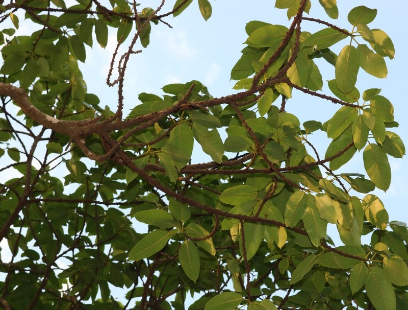 Ficus tsjakela