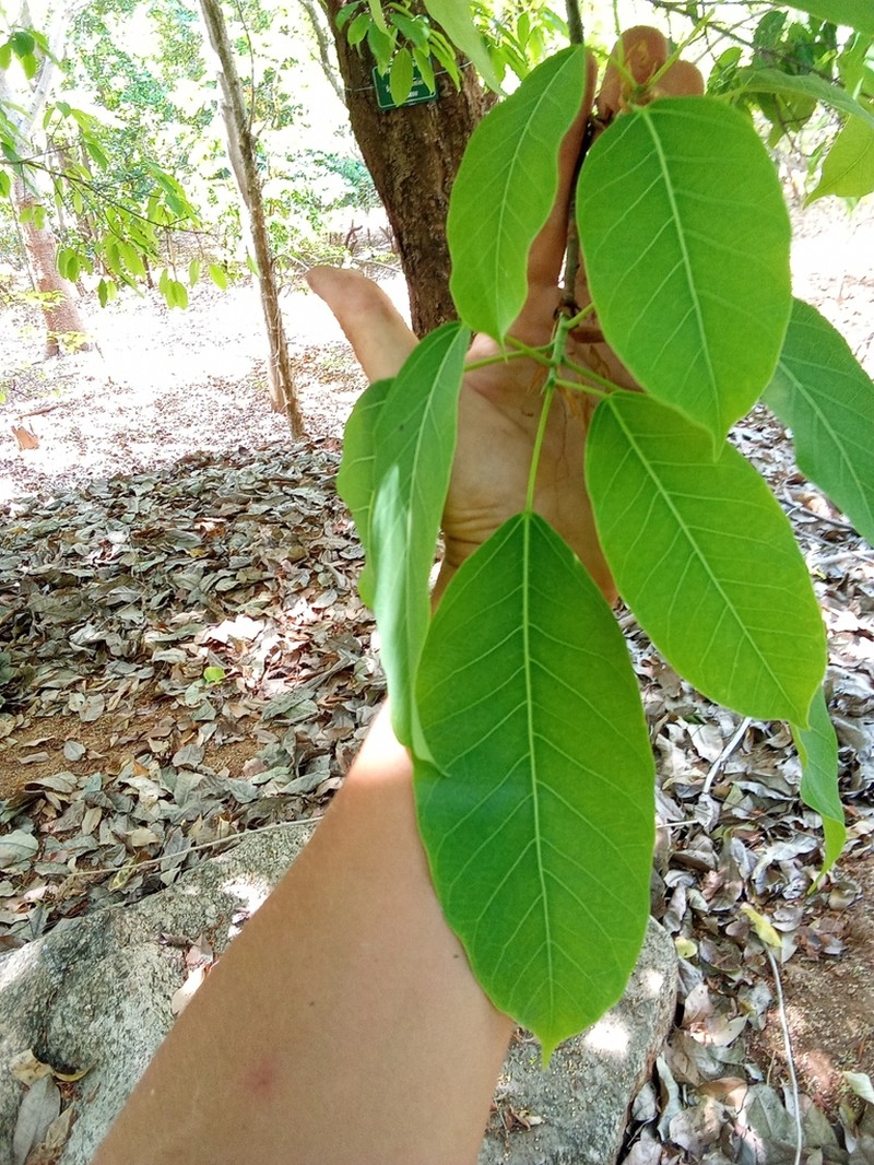 Ficus tsjakela photo 2