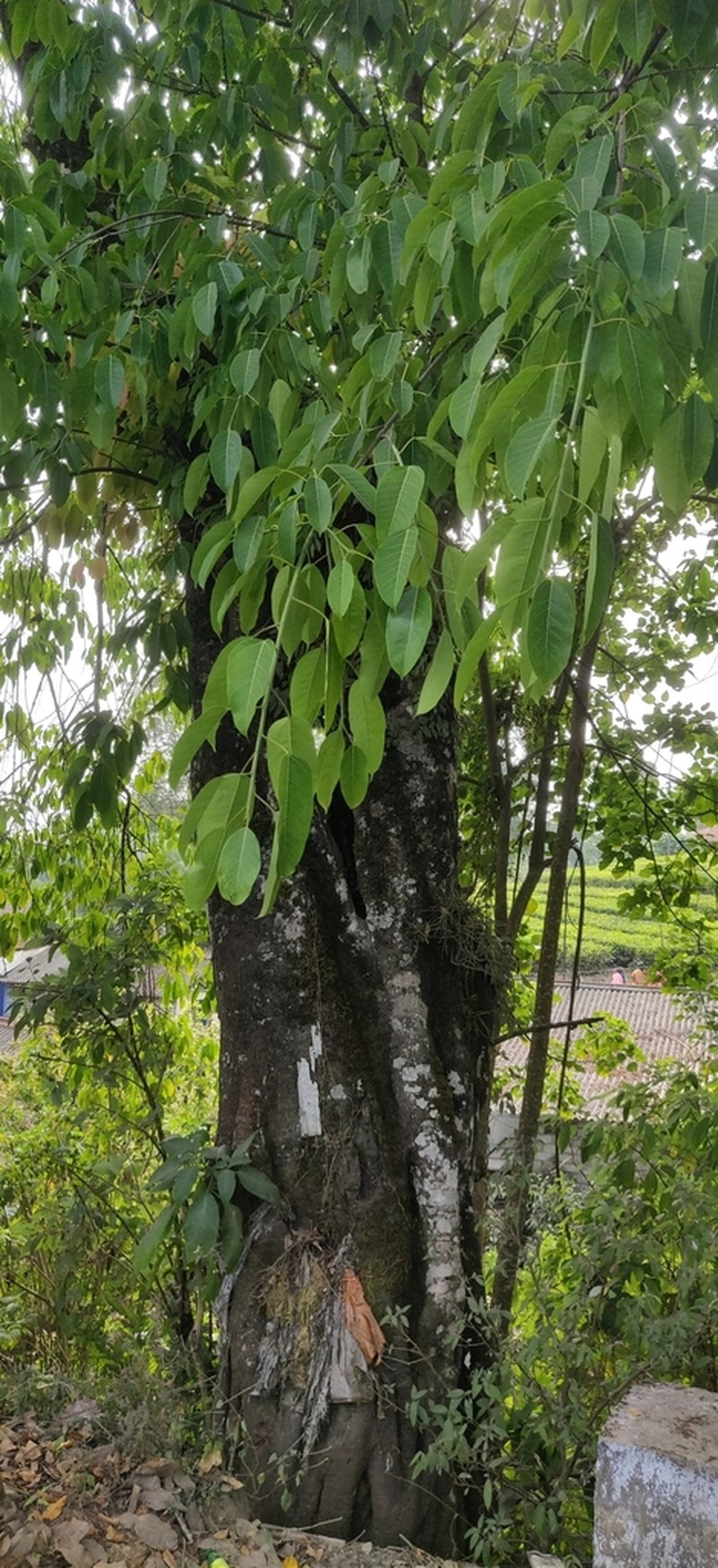 Ficus tsjakela photo 3