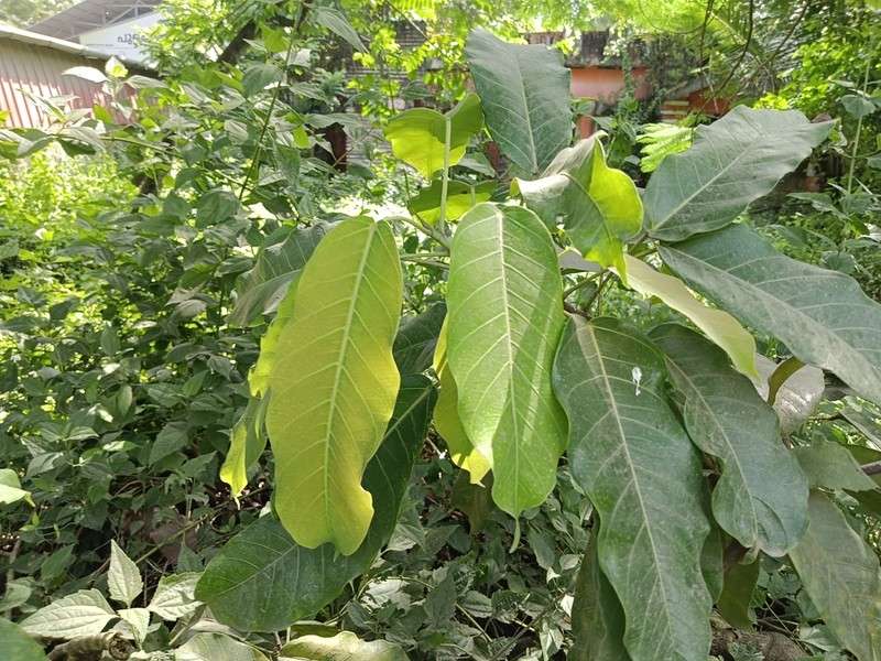 Ficus tsjakela photo 4