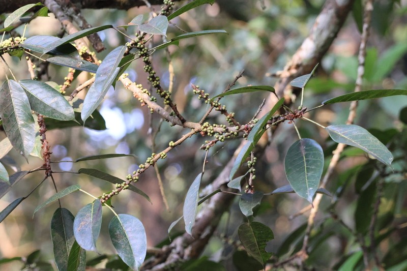 Ficus tsjakela photo 5
