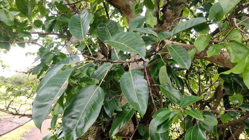 Ficus tsjakela photo 6