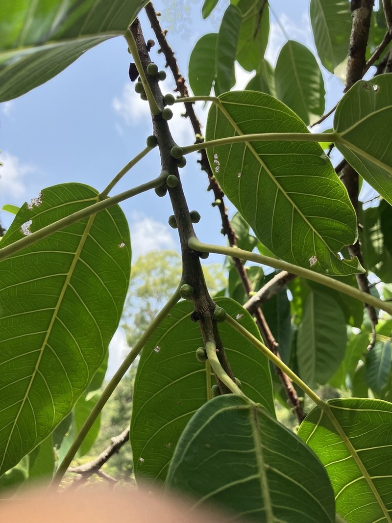Ficus tsjakela photo 7