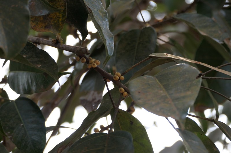 Ficus tsjakela photo 8