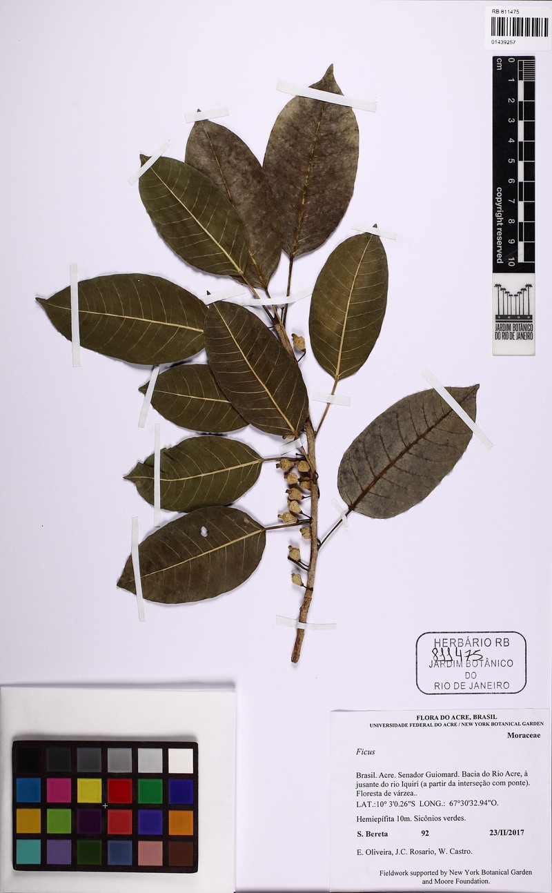 Ficus tubulosa