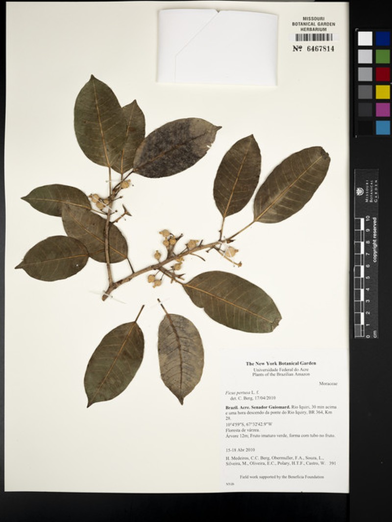 Ficus tubulosa photo 2