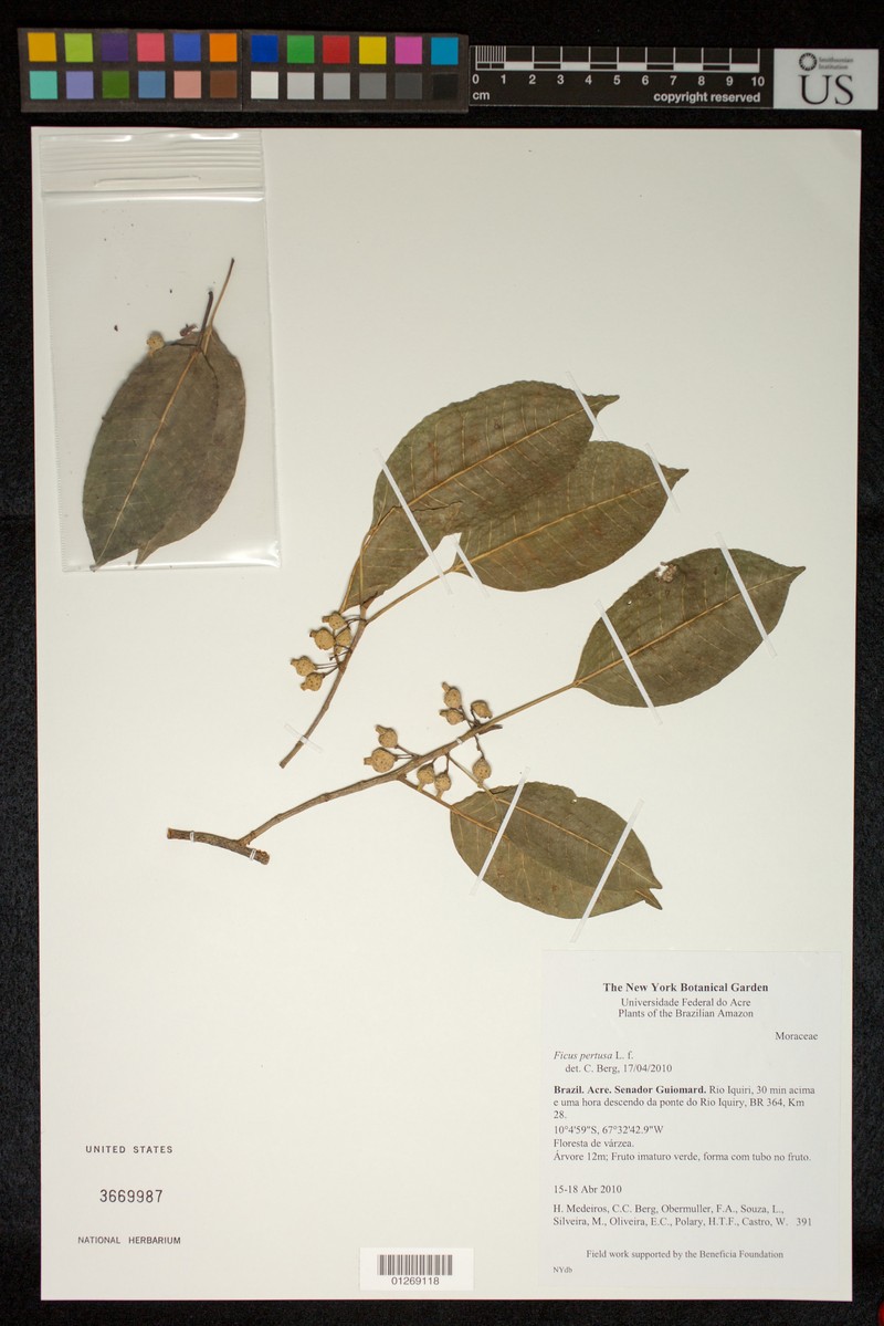 Ficus tubulosa photo 3