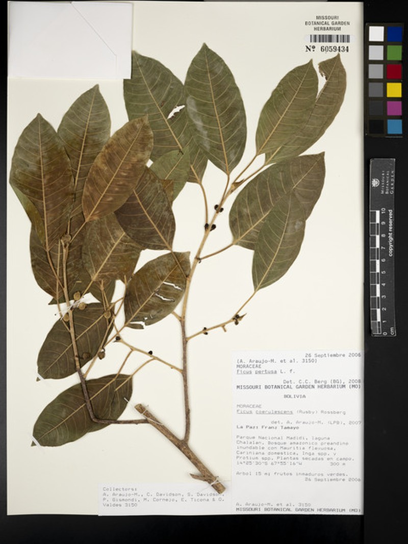 Ficus tubulosa photo 4