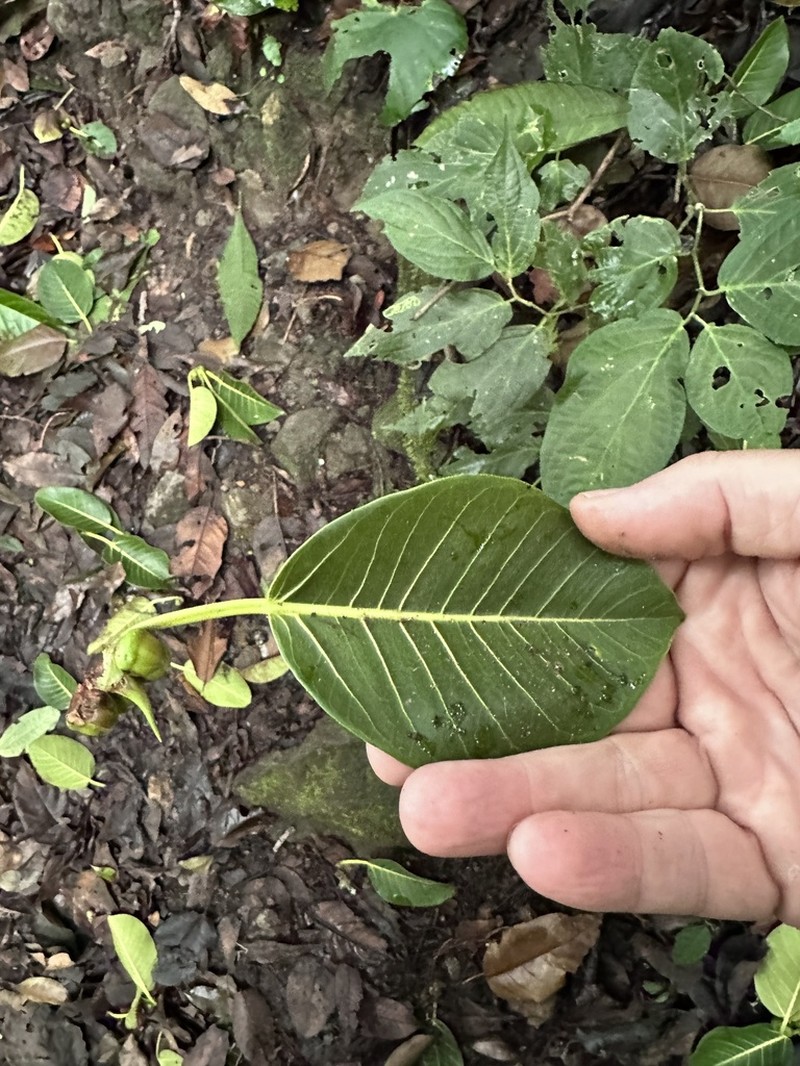 Ficus tuerckheimii