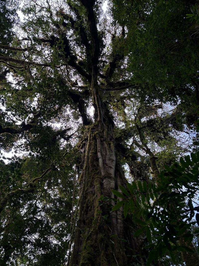 Ficus tuerckheimii photo 5