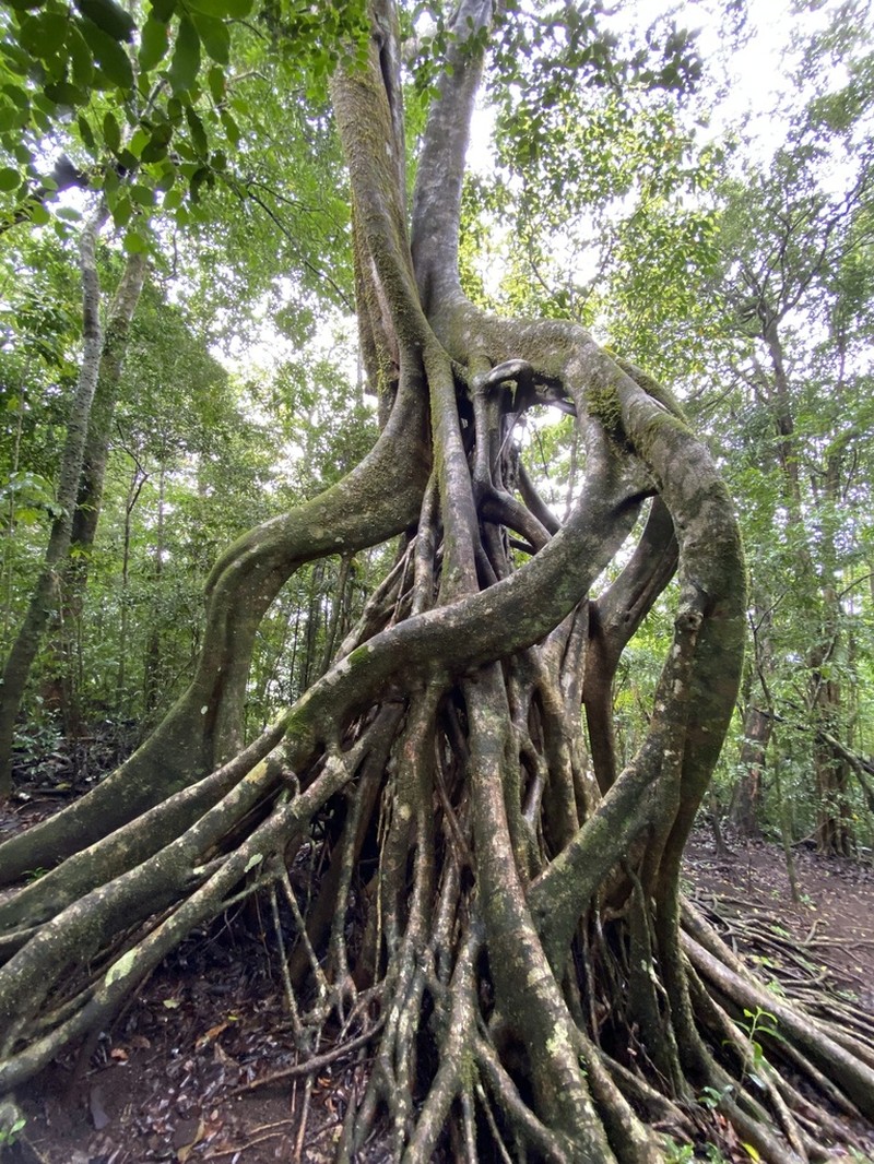 Ficus tuerckheimii photo 8