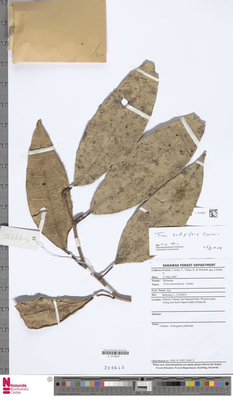 Ficus tulipifera