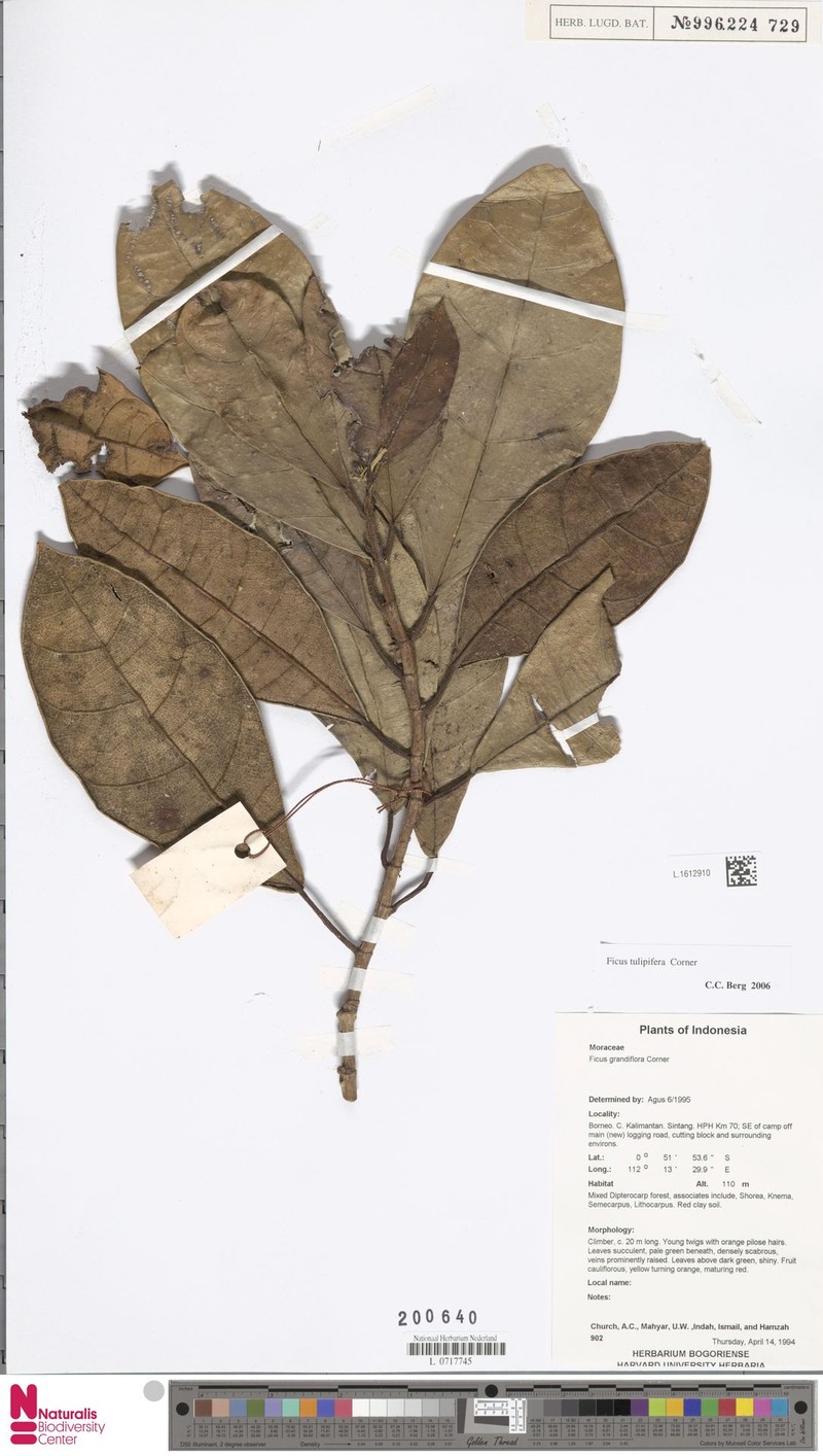 Ficus tulipifera photo 2