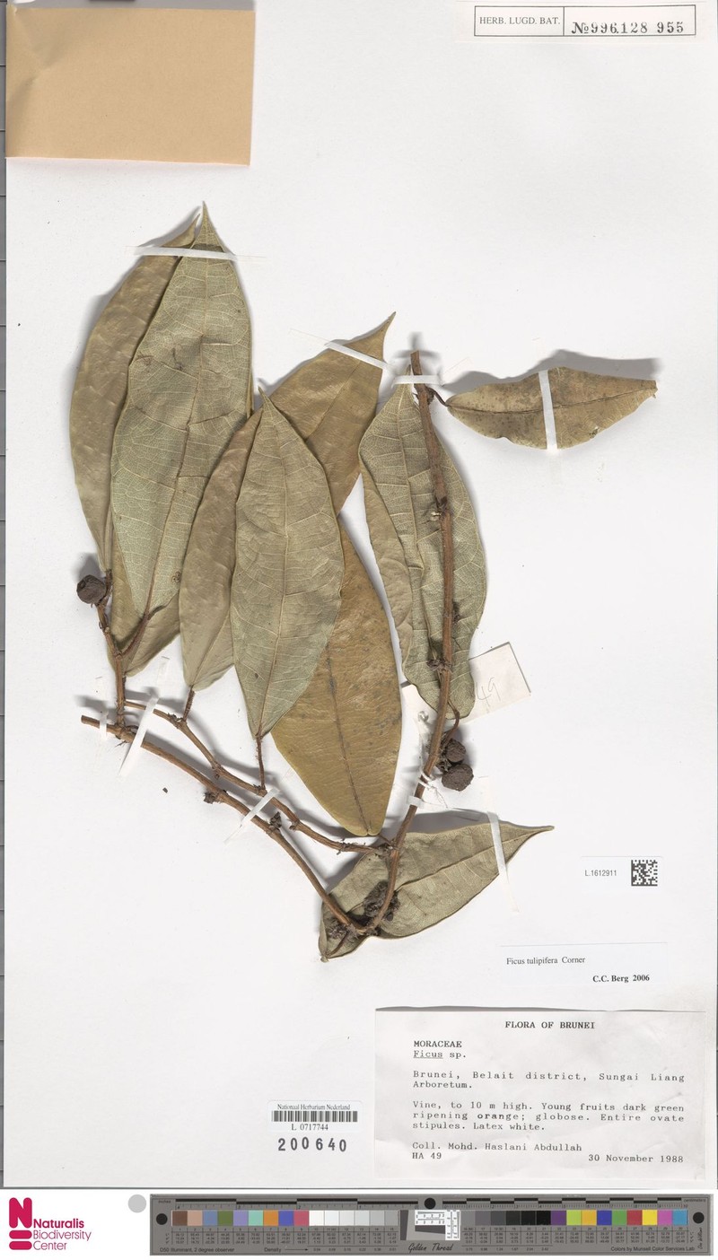 Ficus tulipifera photo 3