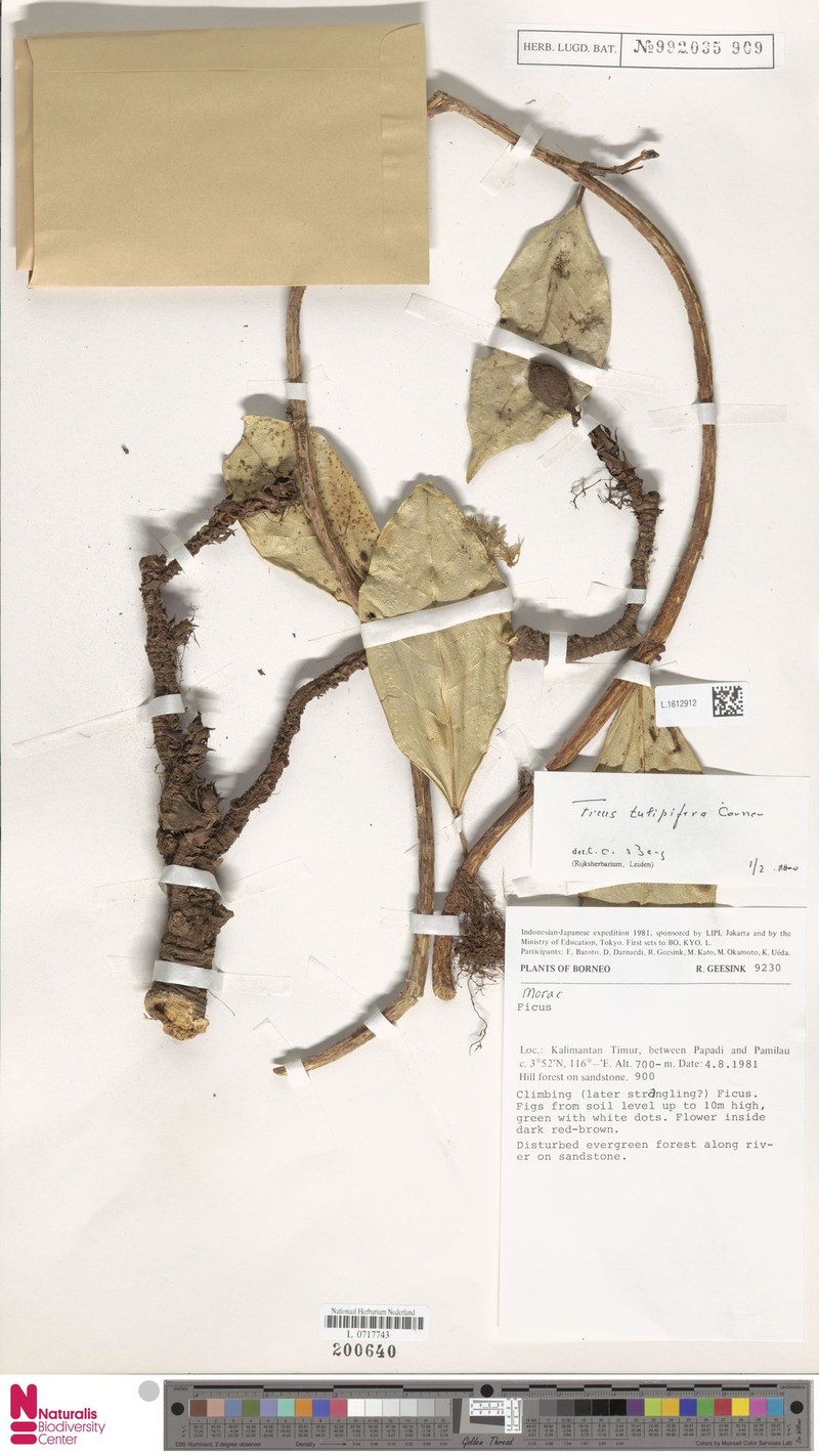 Ficus tulipifera photo 4