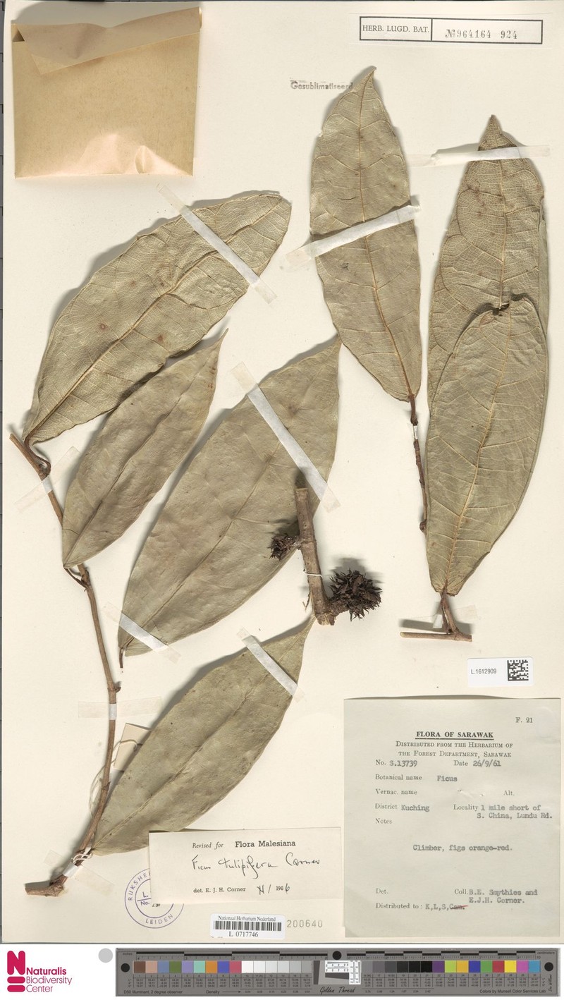 Ficus tulipifera photo 5