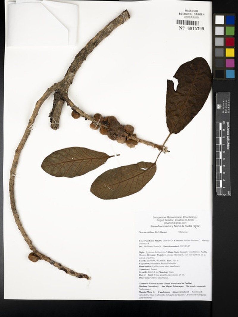 Ficus turrialbana