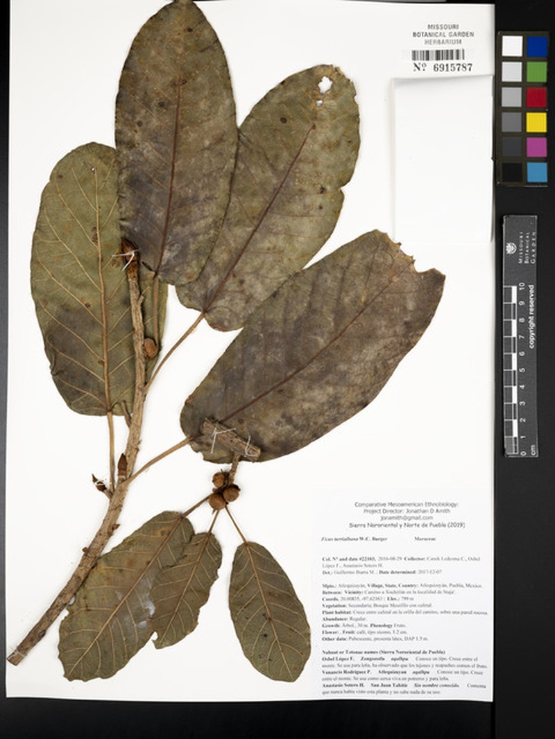 Ficus turrialbana photo 2