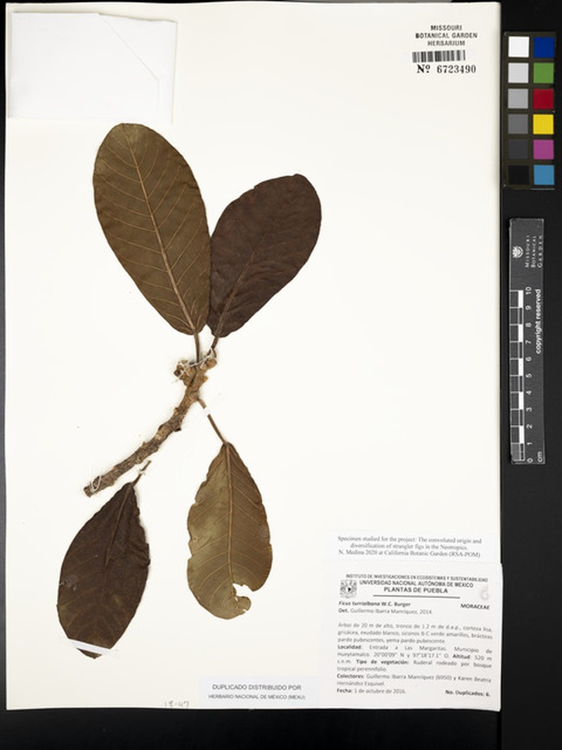Ficus turrialbana photo 3