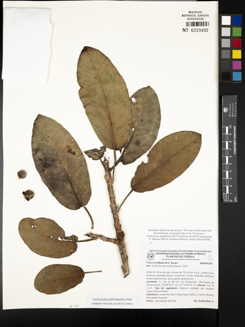 Ficus turrialbana photo 4