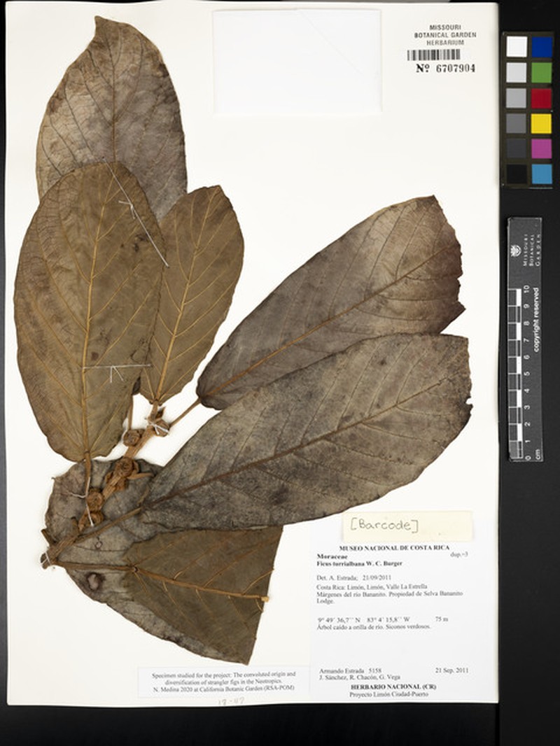 Ficus turrialbana photo 5