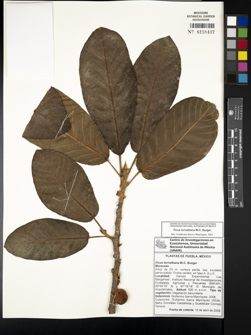Ficus turrialbana photo 6