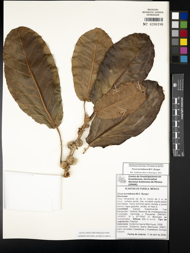 Ficus turrialbana photo 7