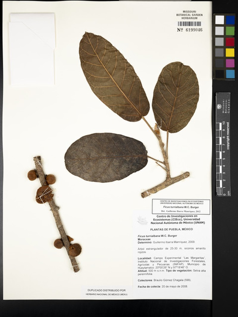 Ficus turrialbana photo 8