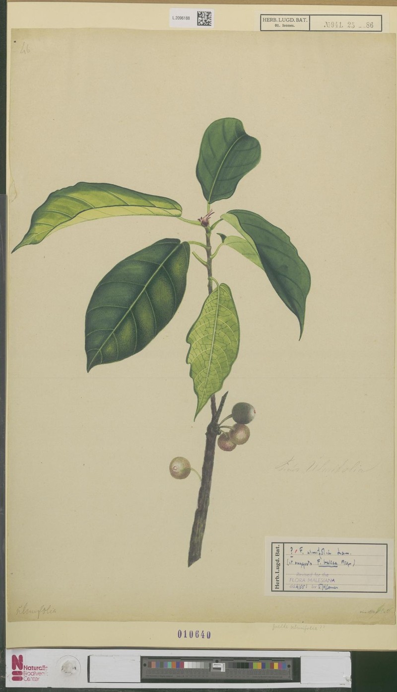 Ficus ulmifolia